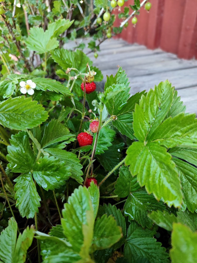 Säljarnas egna bilder Hallgatan 5