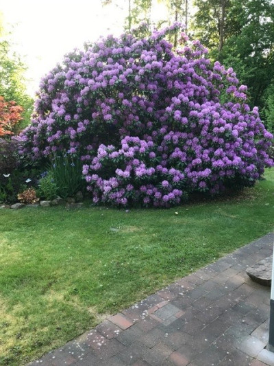 Säljarens sommarbild Bögilts stugområde 157