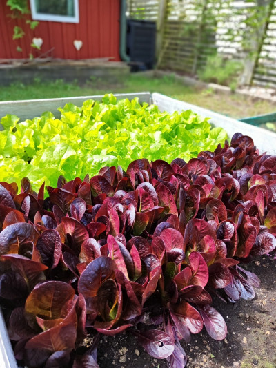 Säljarnas egna bilder Hallgatan 5