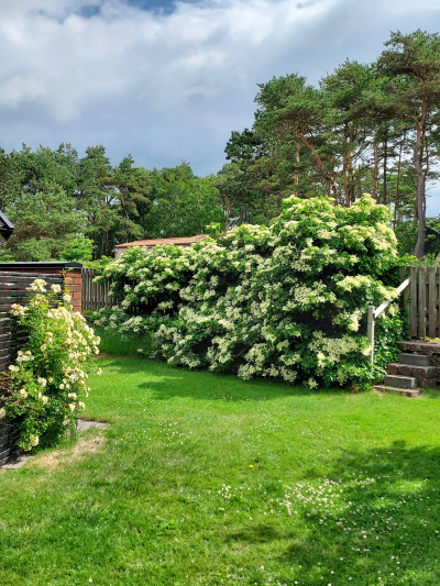 Säljarens trädgårdsbild Kustvägen 198