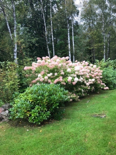 Säljarens sommarbild Bögilts stugområde 157