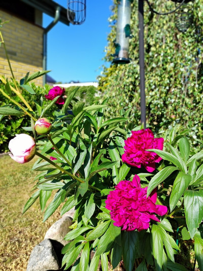 Säljarnas egna bilder Hallgatan 5