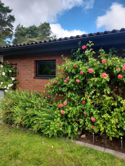 Säljarens trädgårdsbild Kustvägen 198