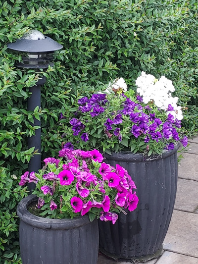 Säljarens trädgårdsbild Kustvägen 198