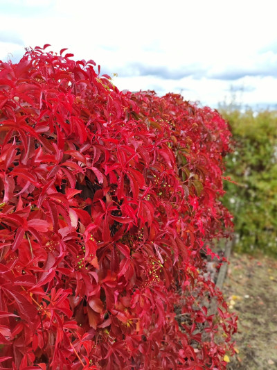 Säljarnas egna bilder Hallgatan 5